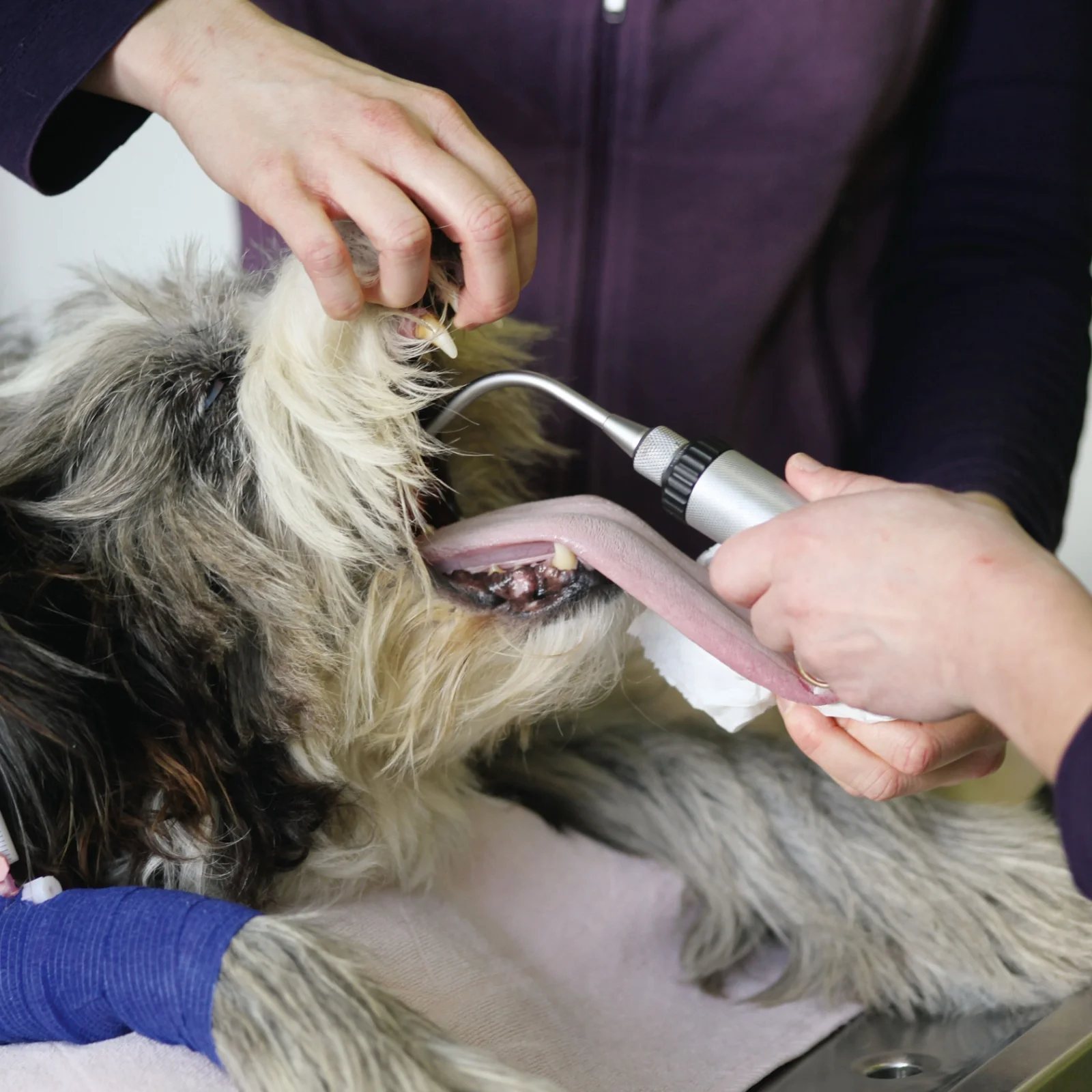 Hund mit Beatmungsschlauch auf dem Behandlungstisch
