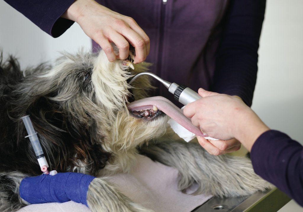Hund mit Beatmungsschlauch auf dem Behandlungstisch.
