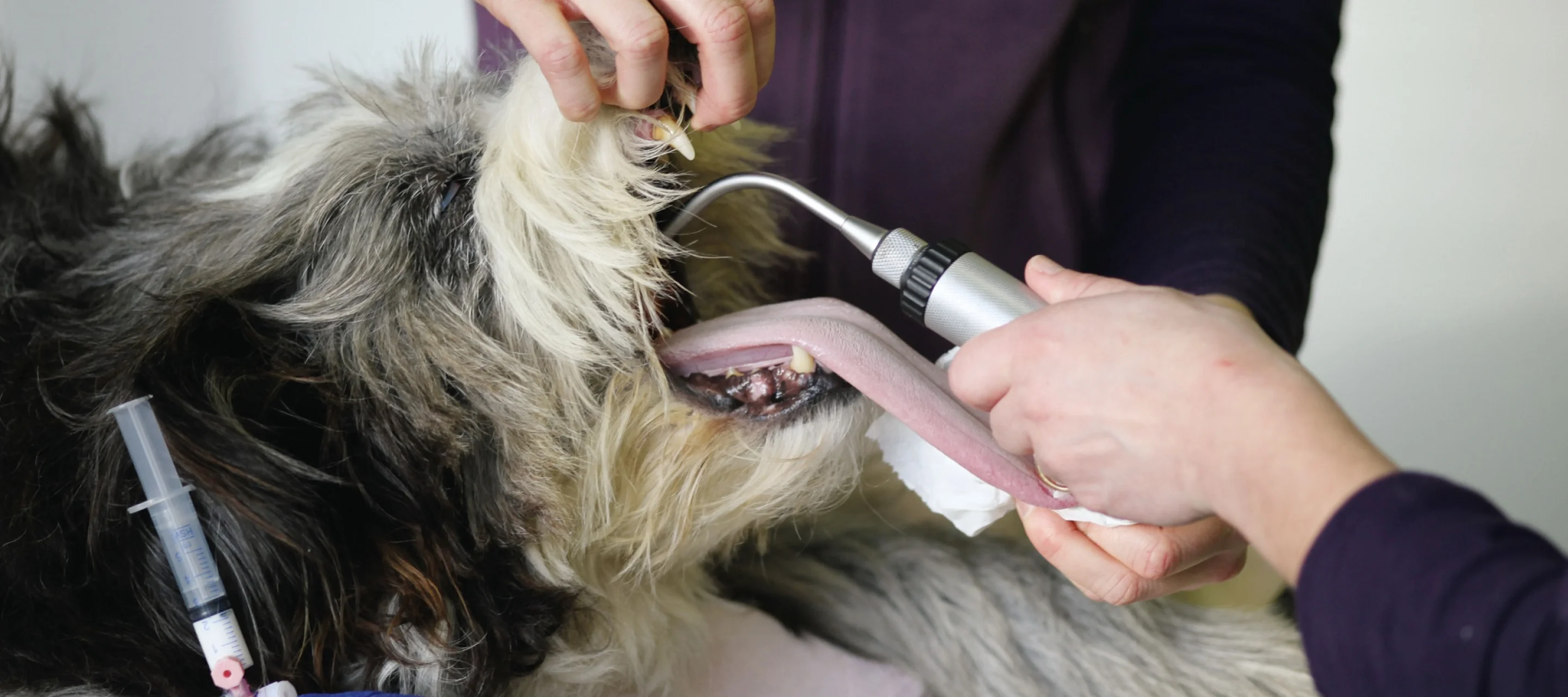 Hund mit Beatmungsschlauch auf dem Behandlungstisch