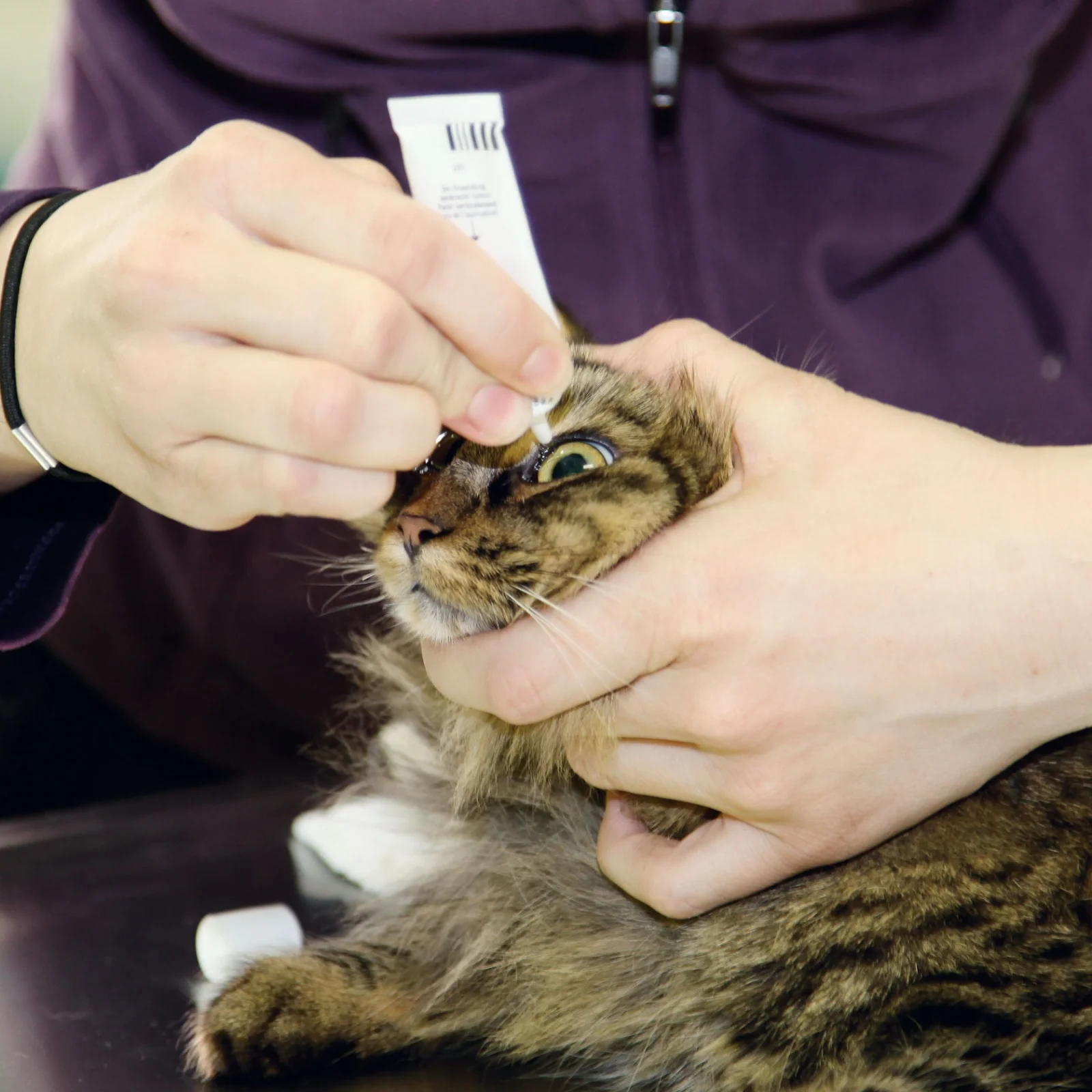 Katze bekommt in der Praxis Augentropfen