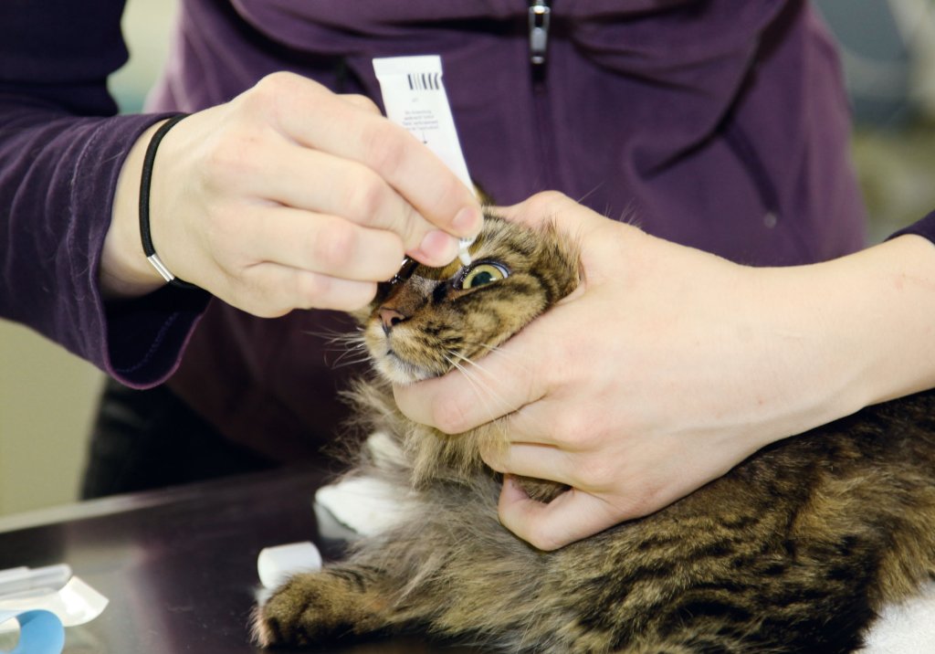Katze bekommt in der Praxis Augentropfen.