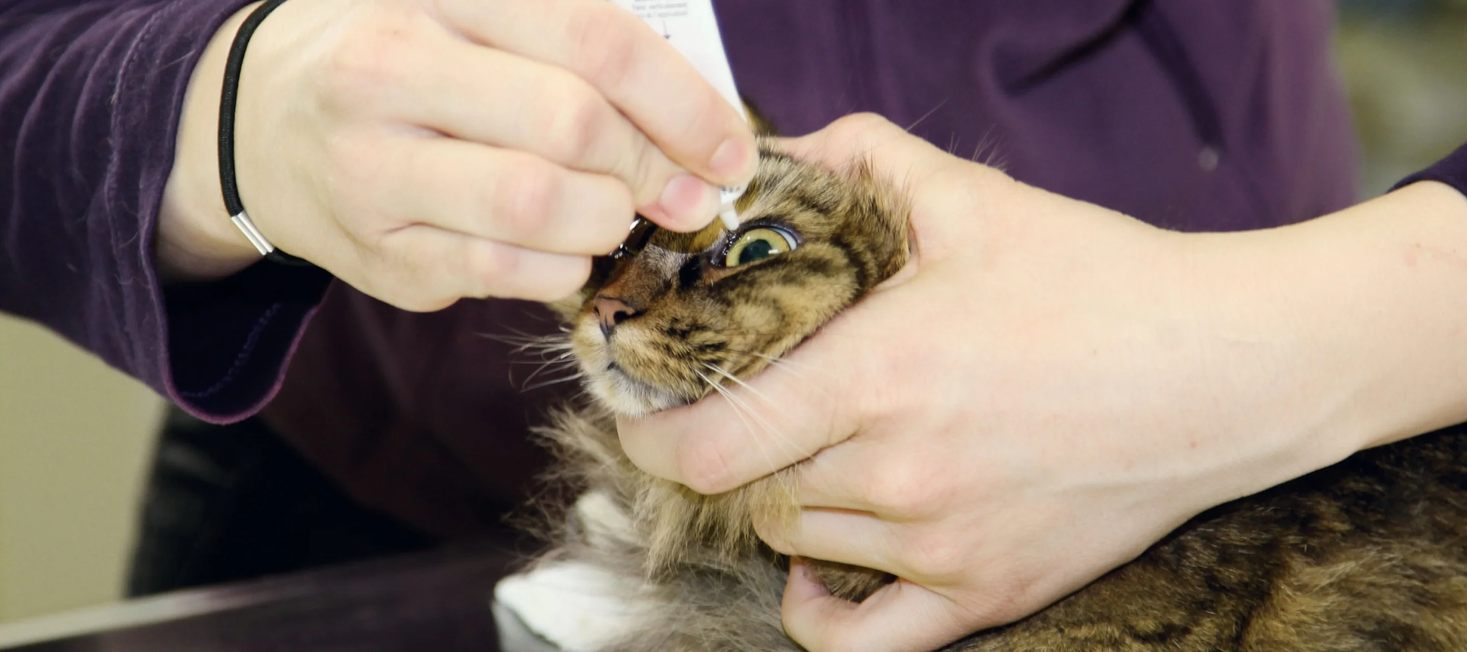 Katze bekommt in der Praxis Augentropfen