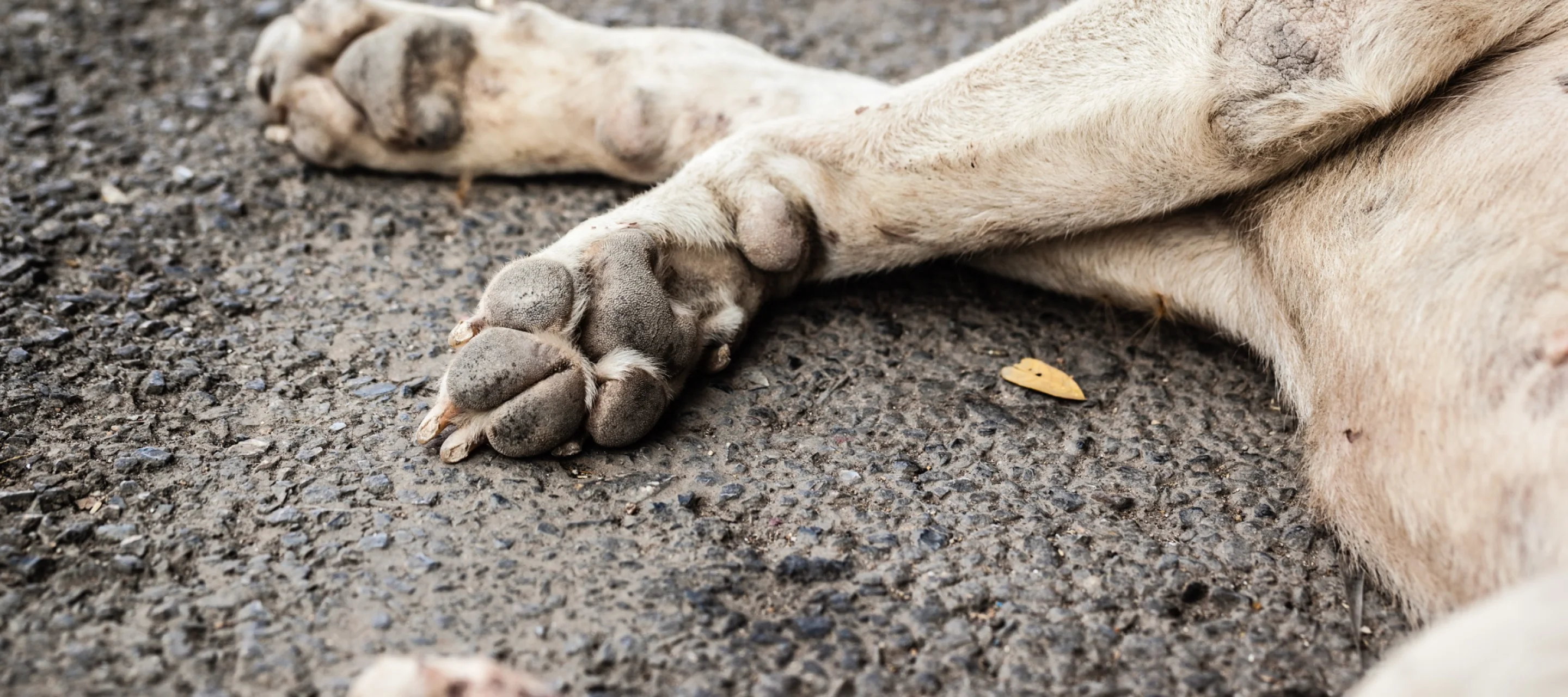 Hund liegt auf der Seite am Boden