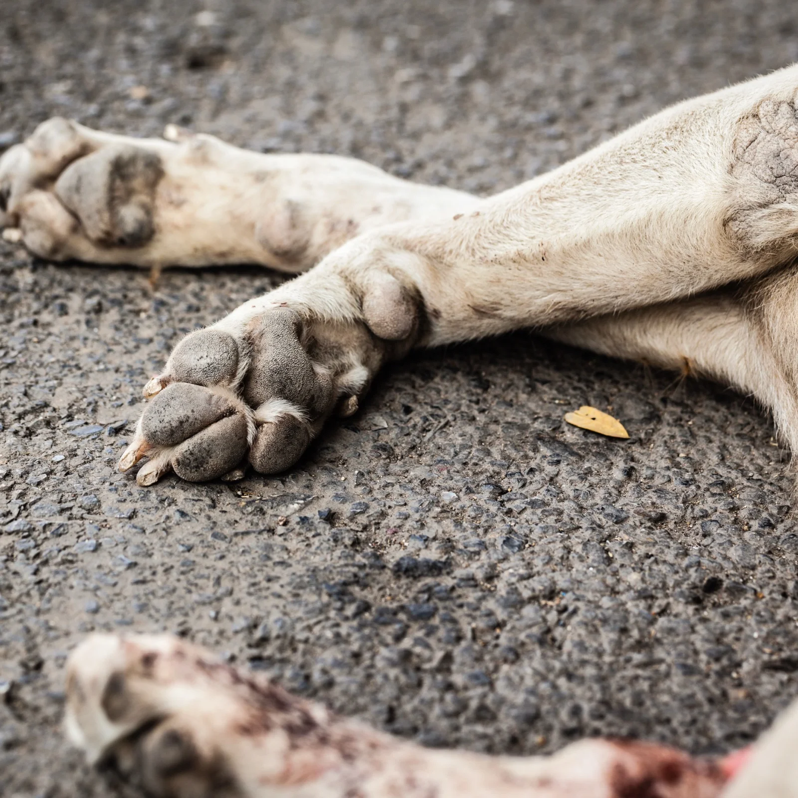 Hund liegt auf der Seite am Boden