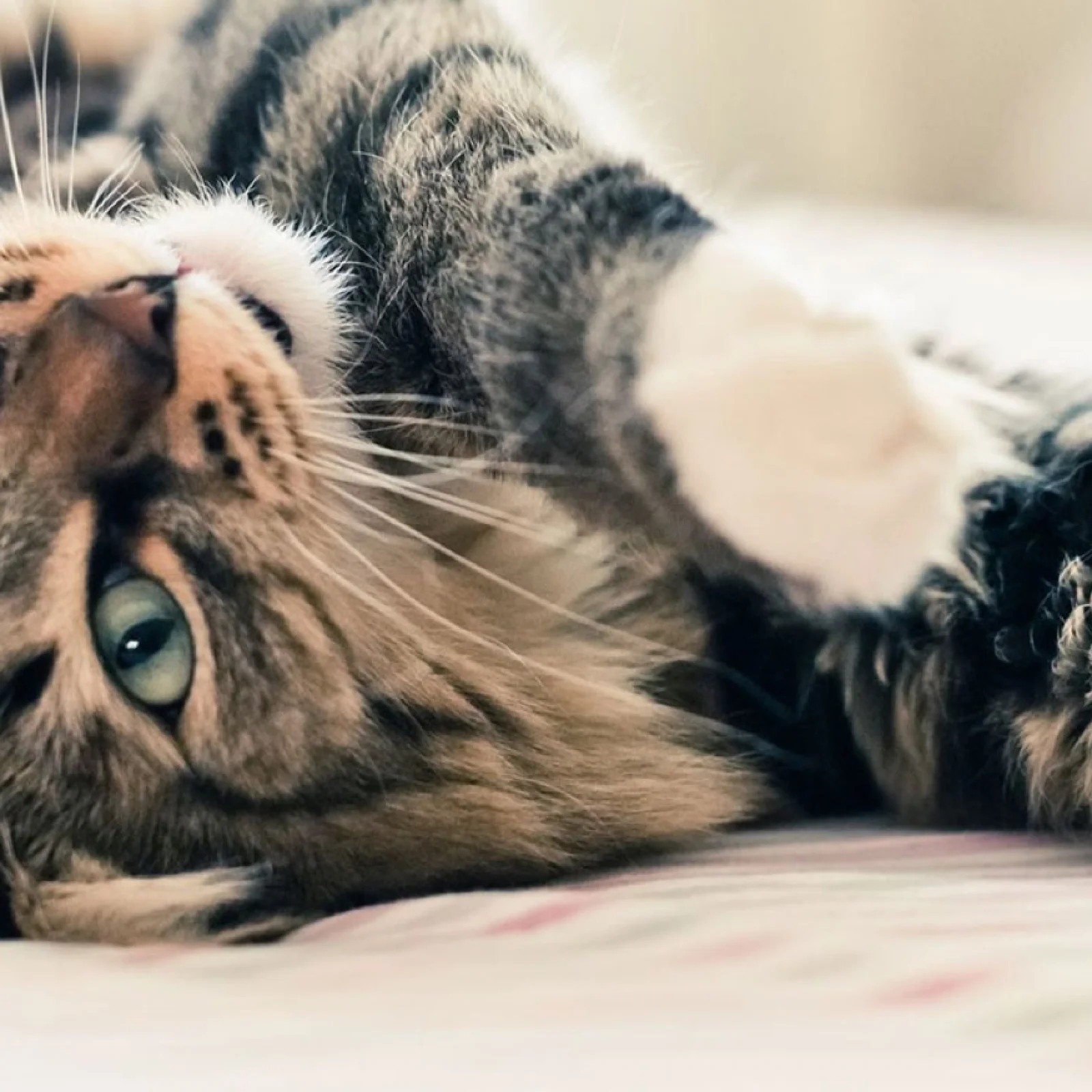 Getigerte Katze liegt entspannt auf dem Rücken