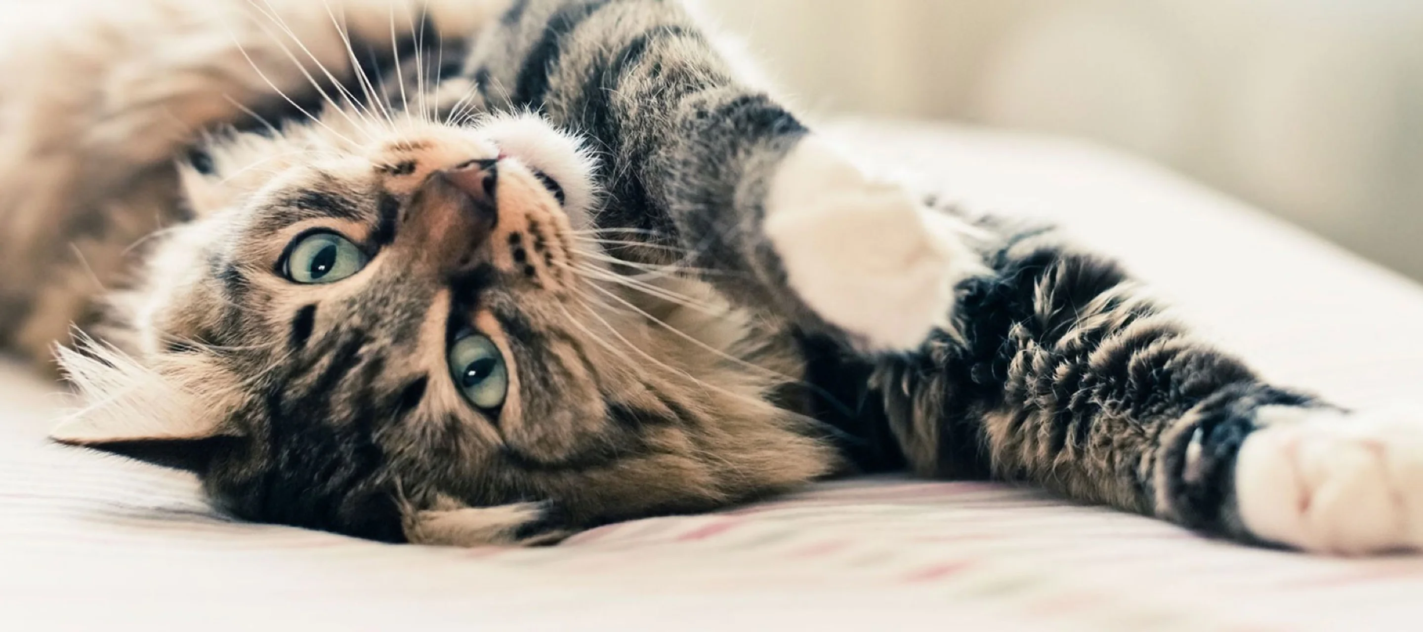 Getigerte Katze liegt entspannt auf dem Rücken