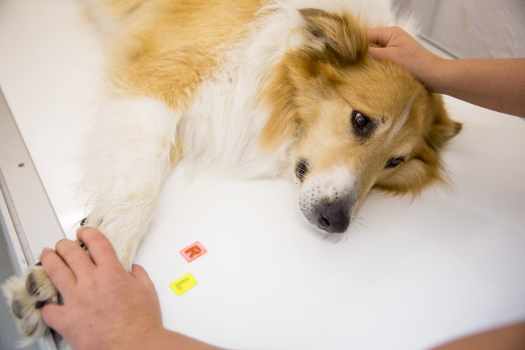 Ersch&ouml;pfter Hund liegt auf dem Behandlungstisch.