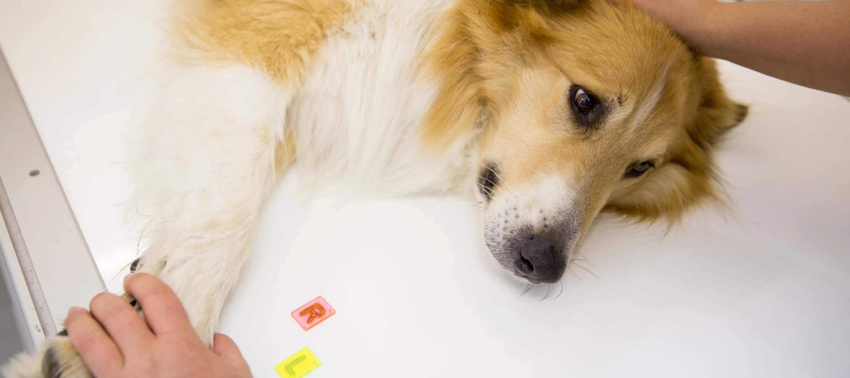 Erschöpfter Hund liegt auf dem Behandlungstisch