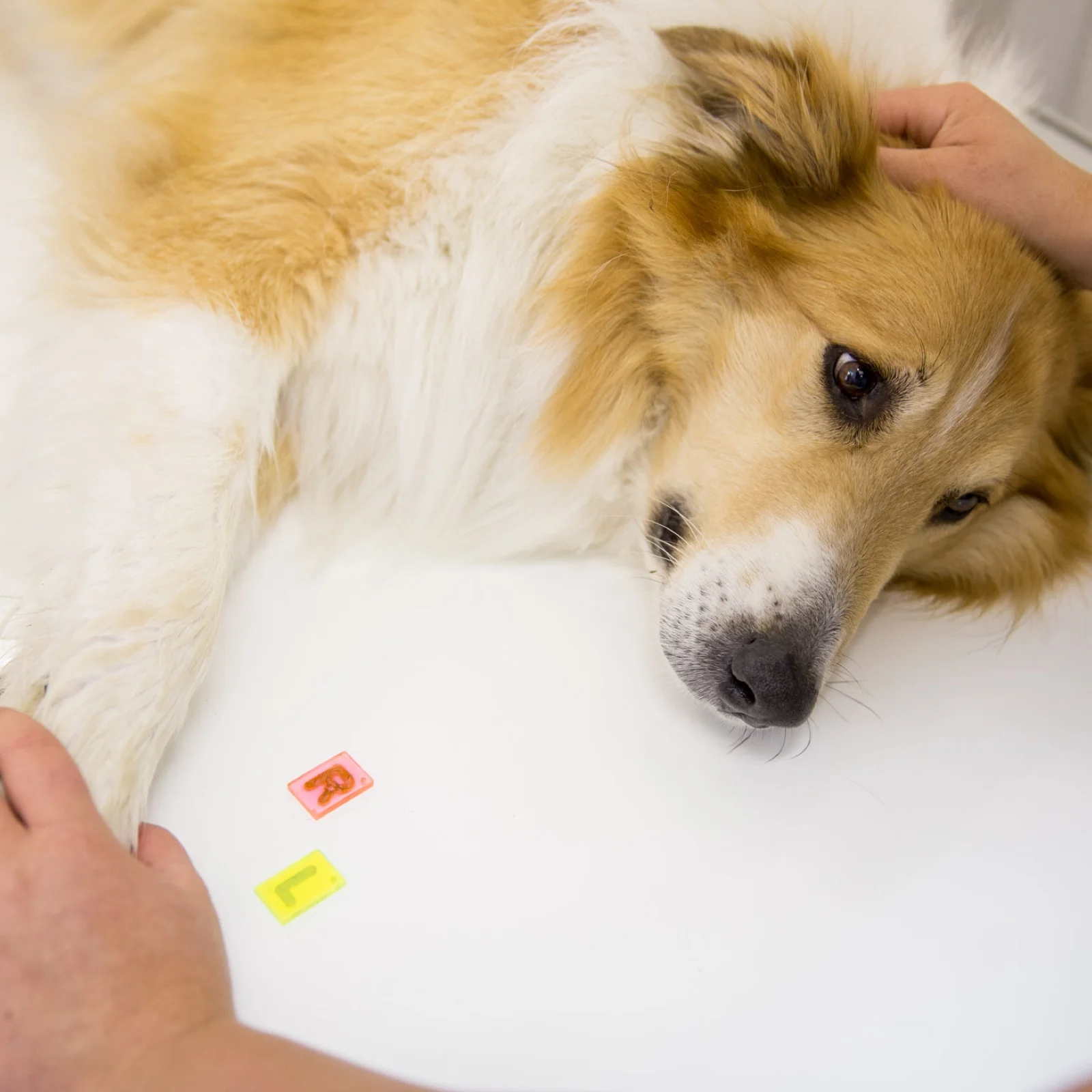 Erschöpfter Hund liegt auf dem Behandlungstisch