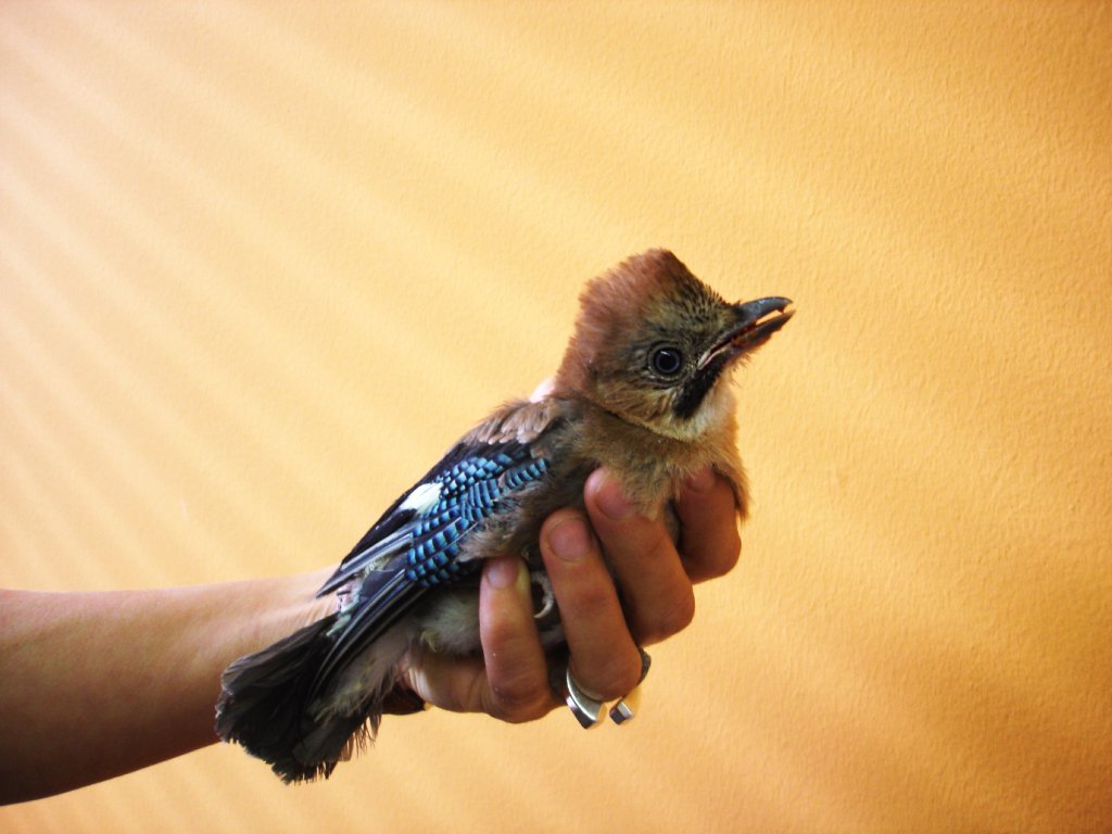 Junger Eichelh&auml;her in einer Hand.