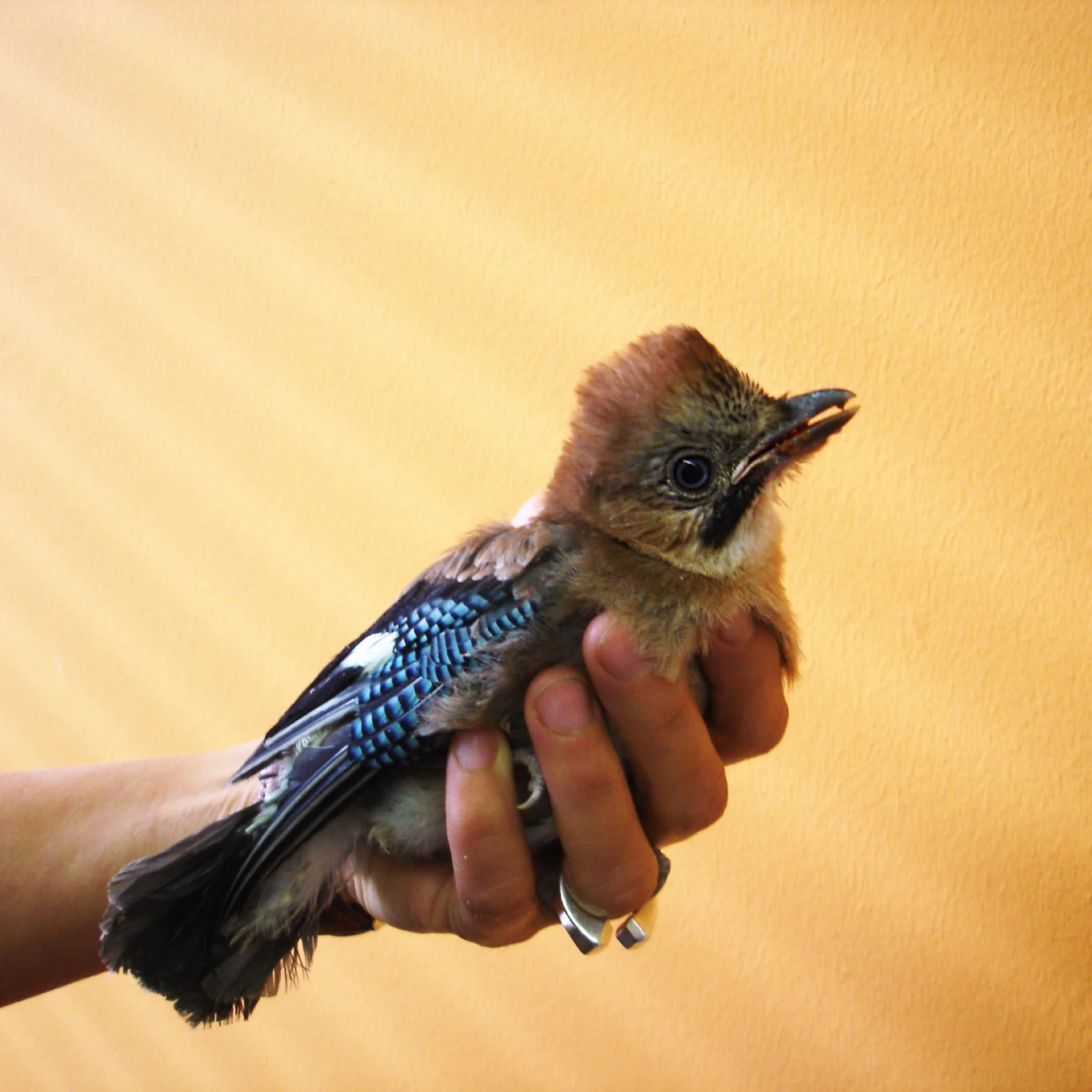 Junger Eichelhäher in einer Hand