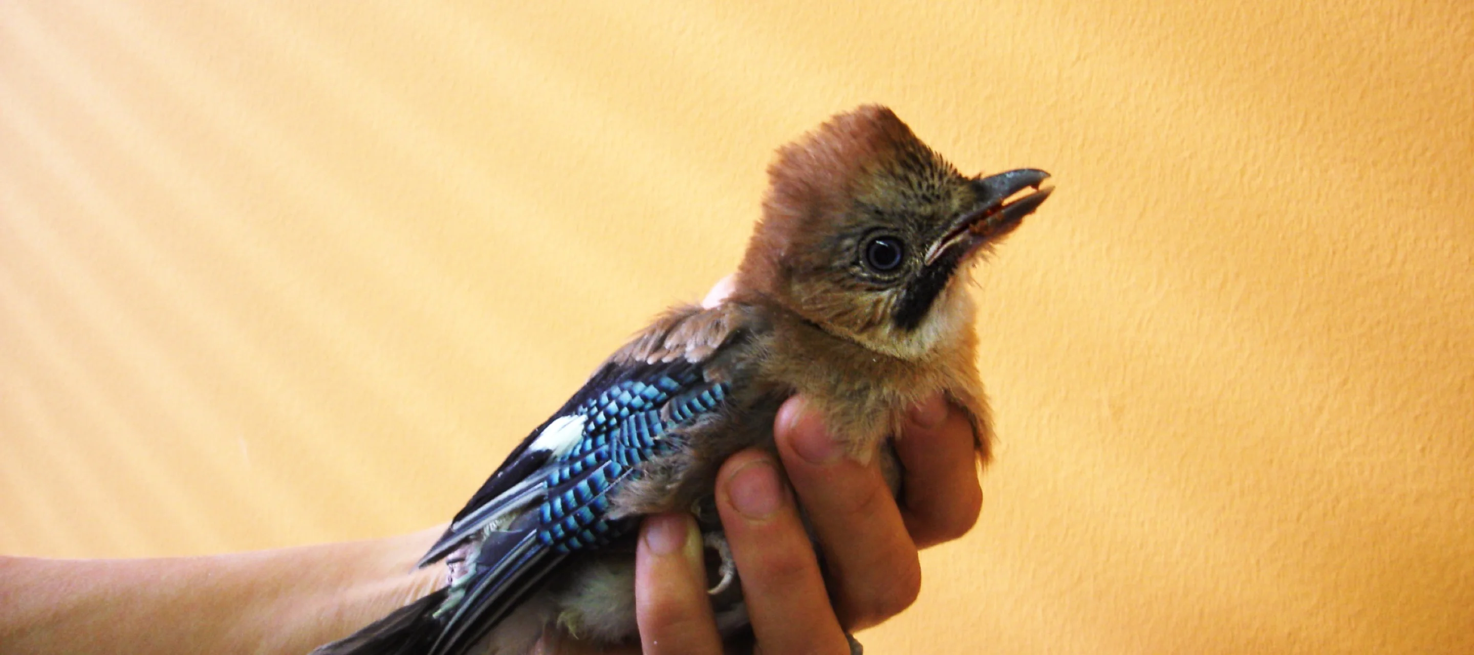 Junger Eichelhäher in einer Hand