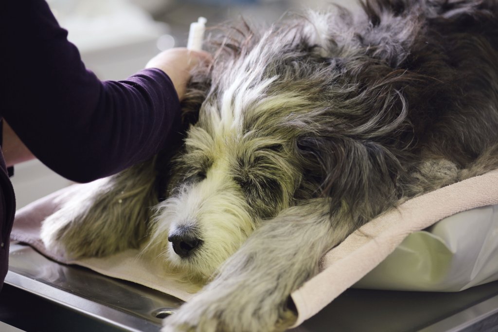 Hund wird auf dem Behandlungstisch untersucht.