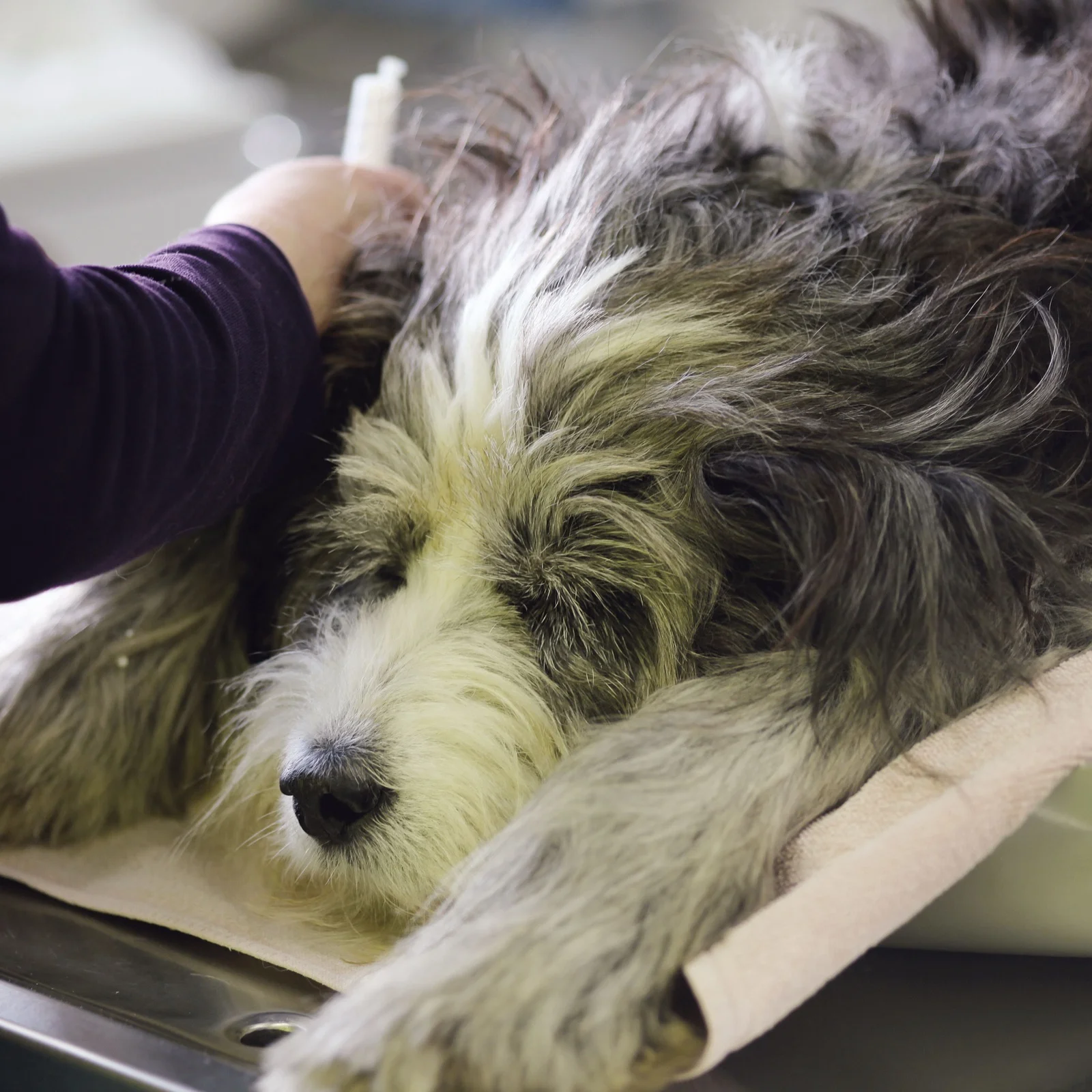Hund wird auf dem Behandlungstisch untersucht