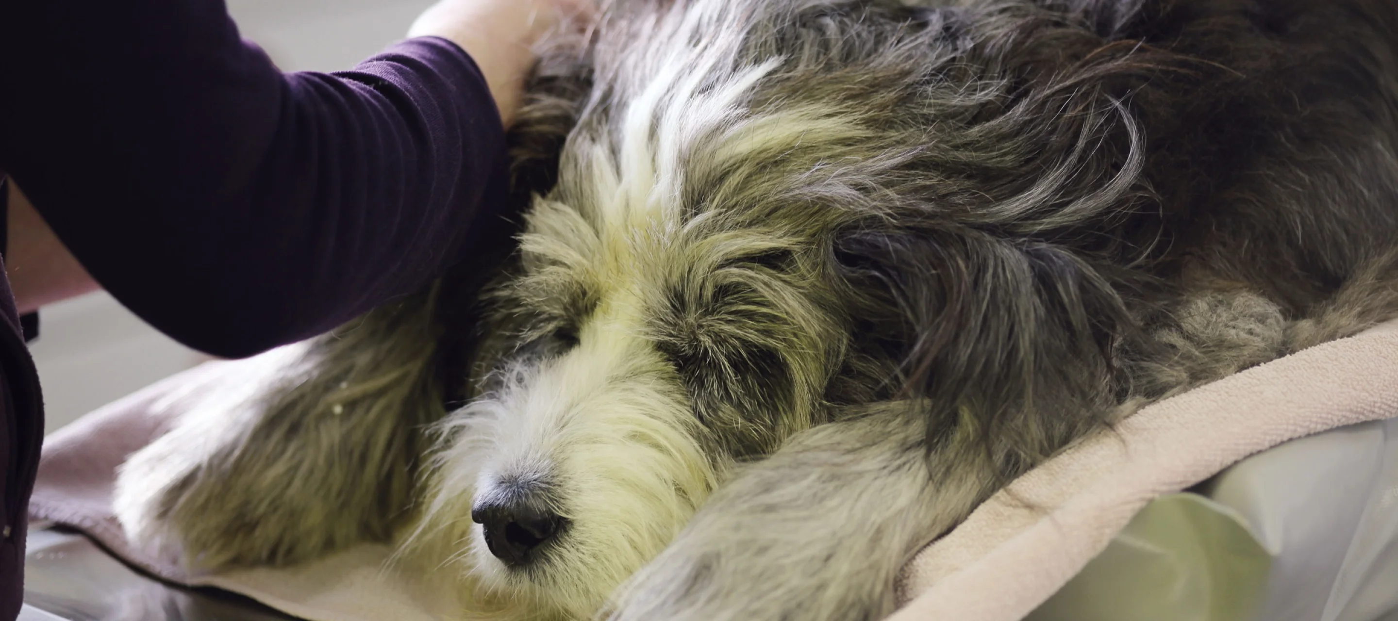 Hund wird auf dem Behandlungstisch untersucht