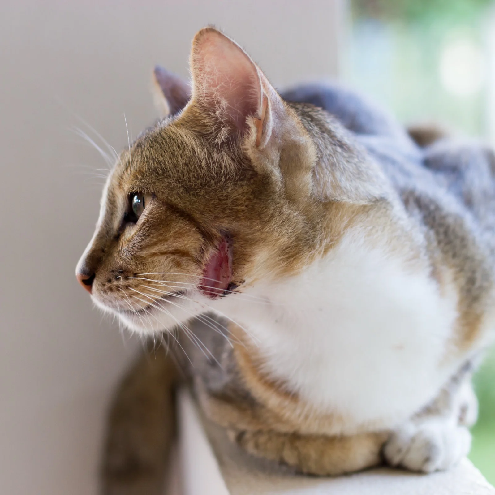 Katze sitzt auf einer Mauer und leckt sich das Maul