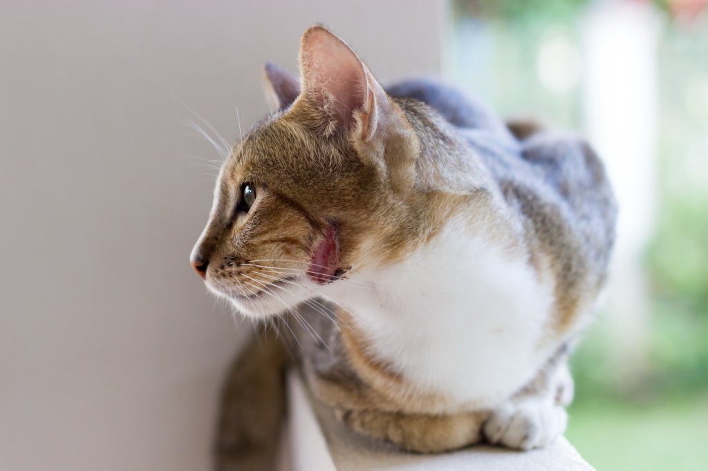 Katze sitzt auf einer Mauer und leckt sich das Maul.