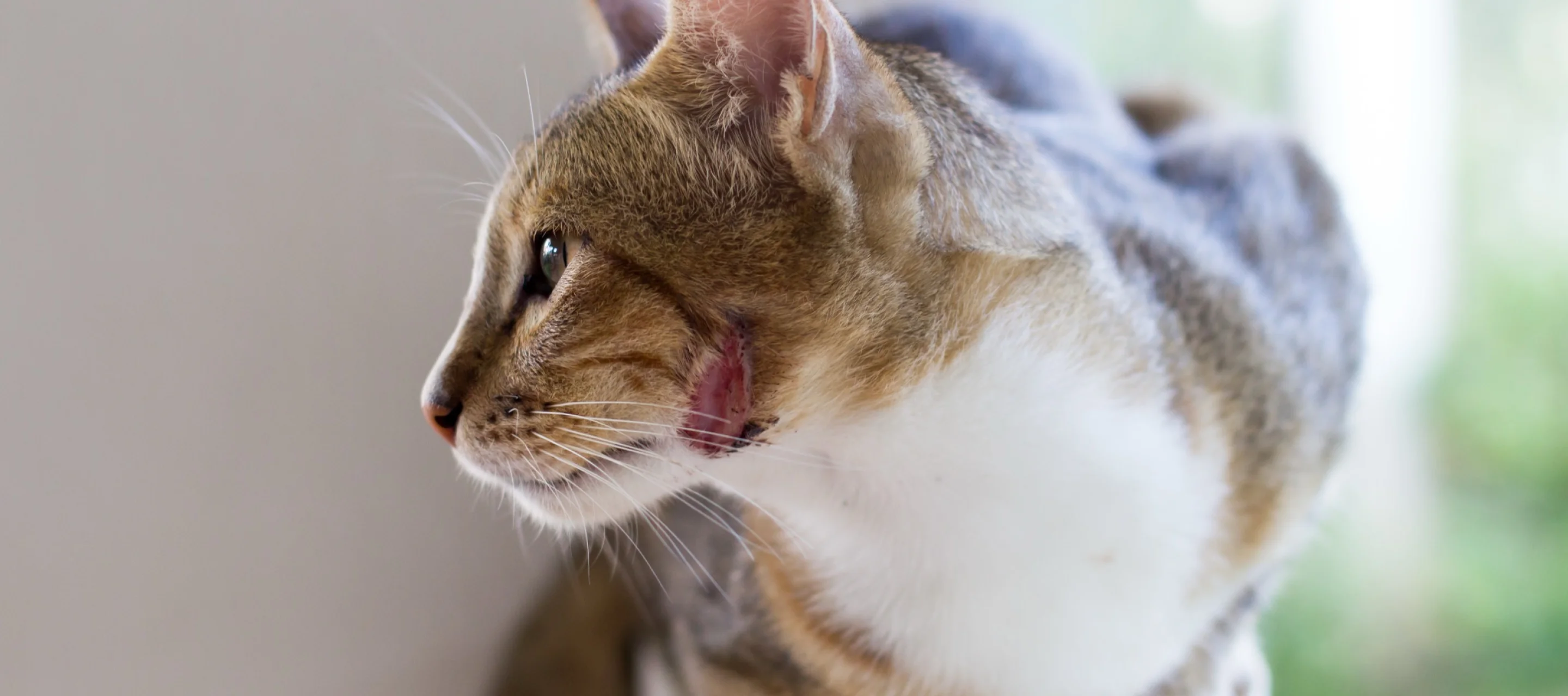 Katze sitzt auf einer Mauer und leckt sich das Maul