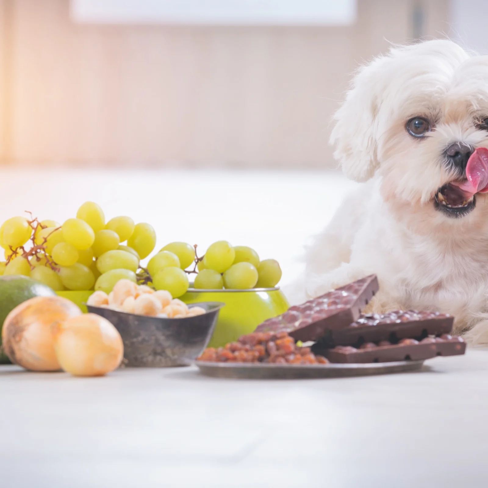 Hund vor Trauben, Zwiebeln und Schokolade
