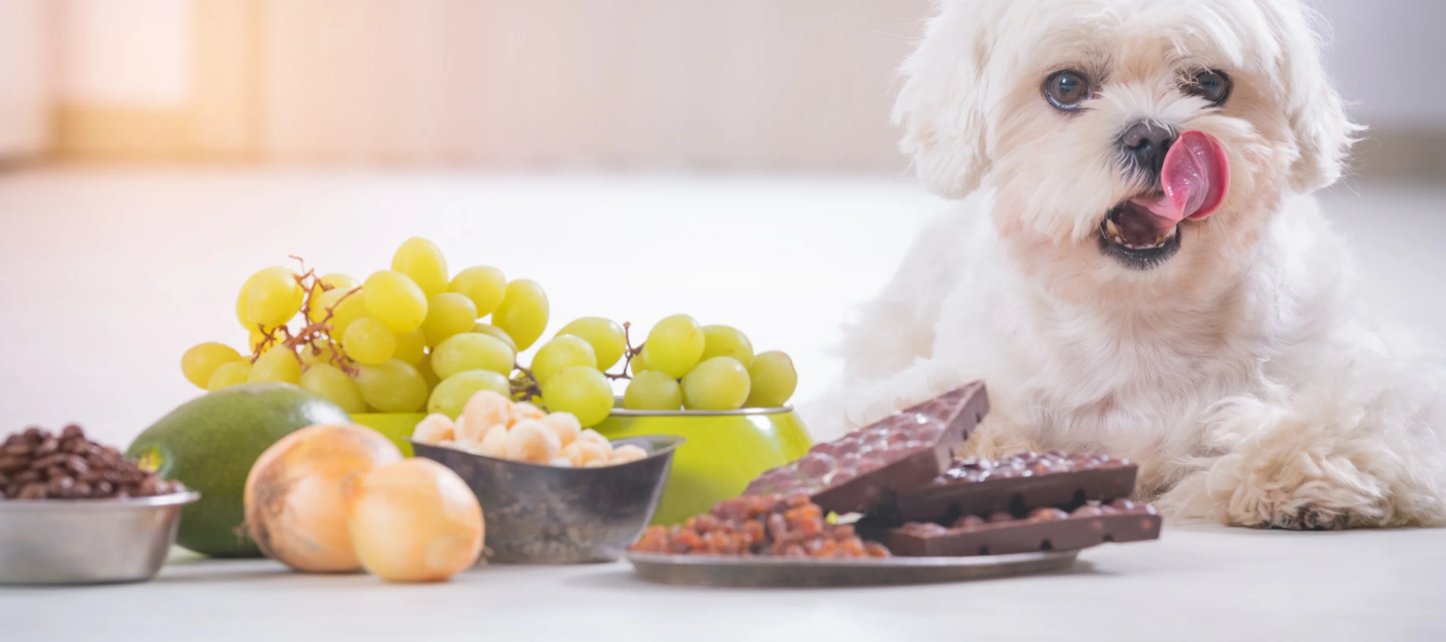 Hund vor Trauben, Zwiebeln und Schokolade