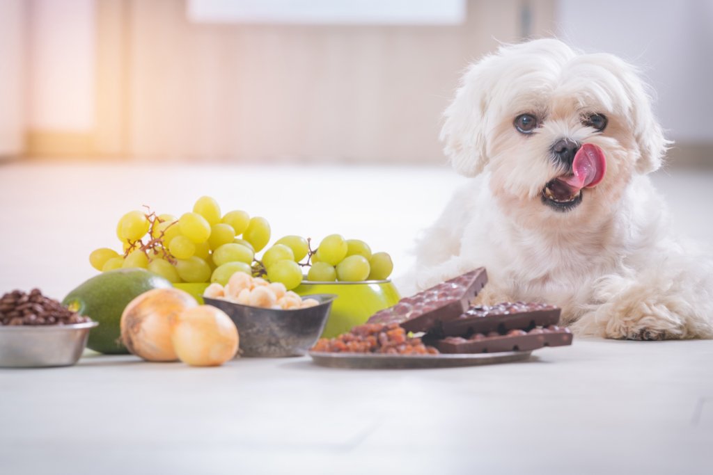 Hund vor Trauben, Zwiebeln und Schokolade.