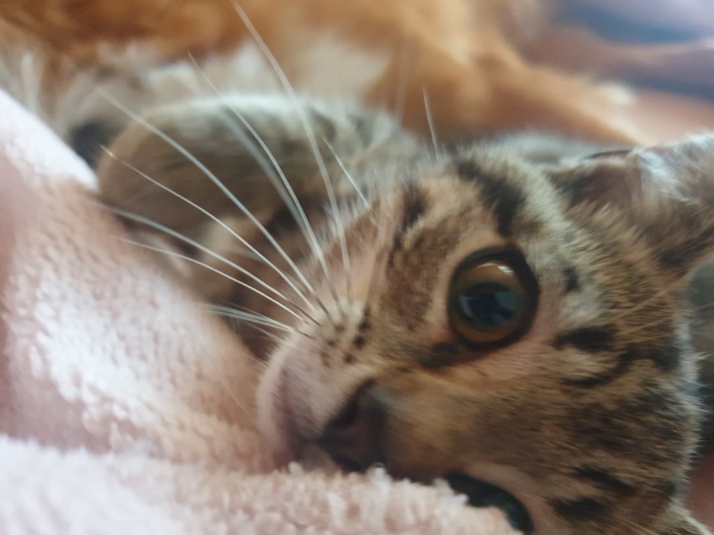 Junge Katze liegt auf einem Tuch.