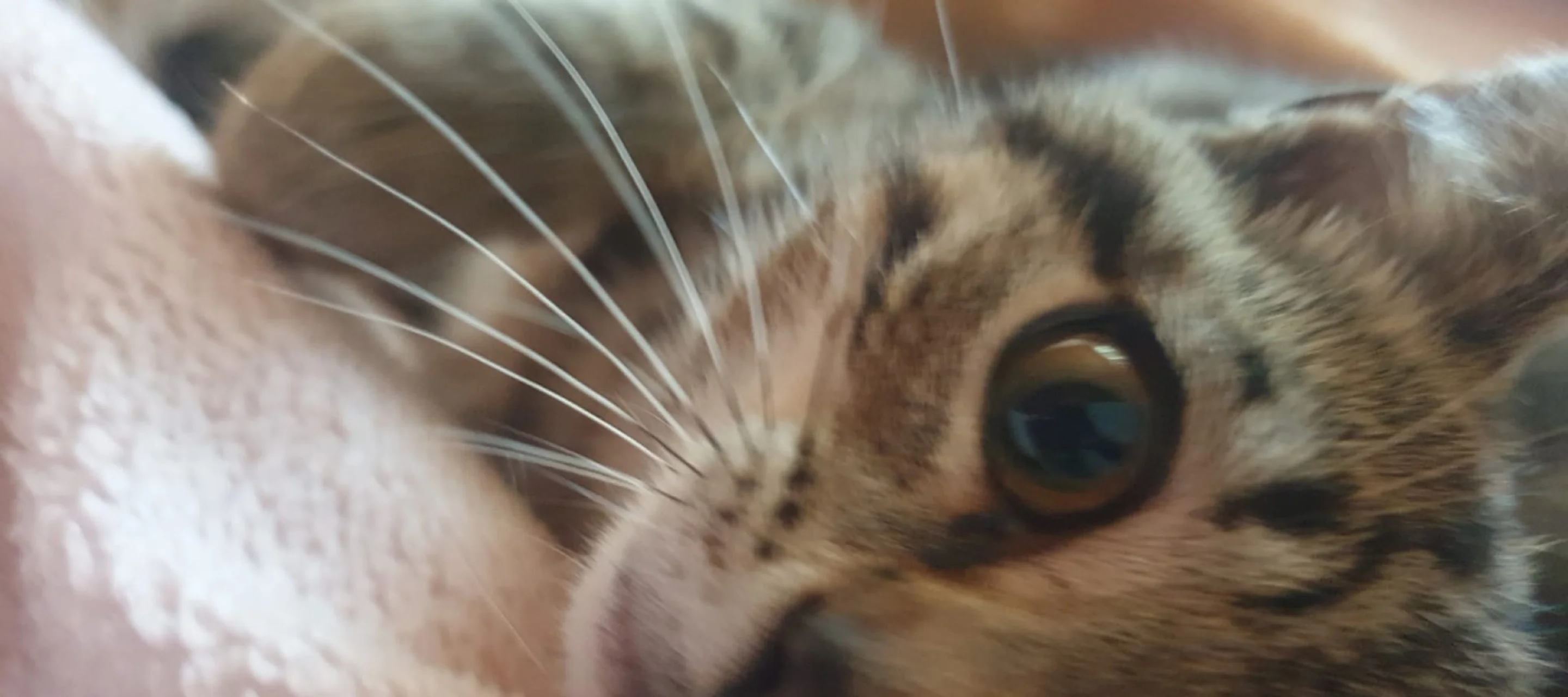 Junge Katze liegt auf einem Tuch